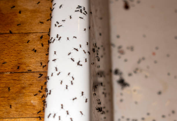 Best Insect Control  in Sanatoga, PA